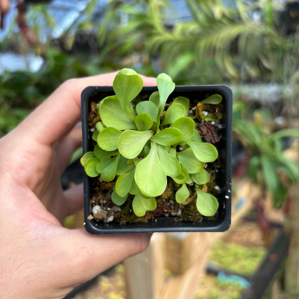 [A775] Utricularia calycifida cv. Asenath Waite