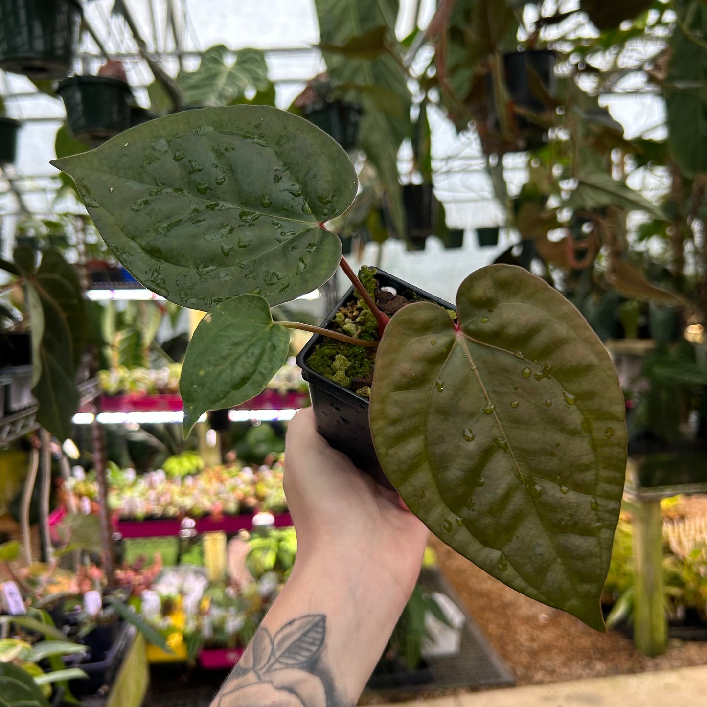 Anthurium luxurians x Red Crystallinum, CAR-0570