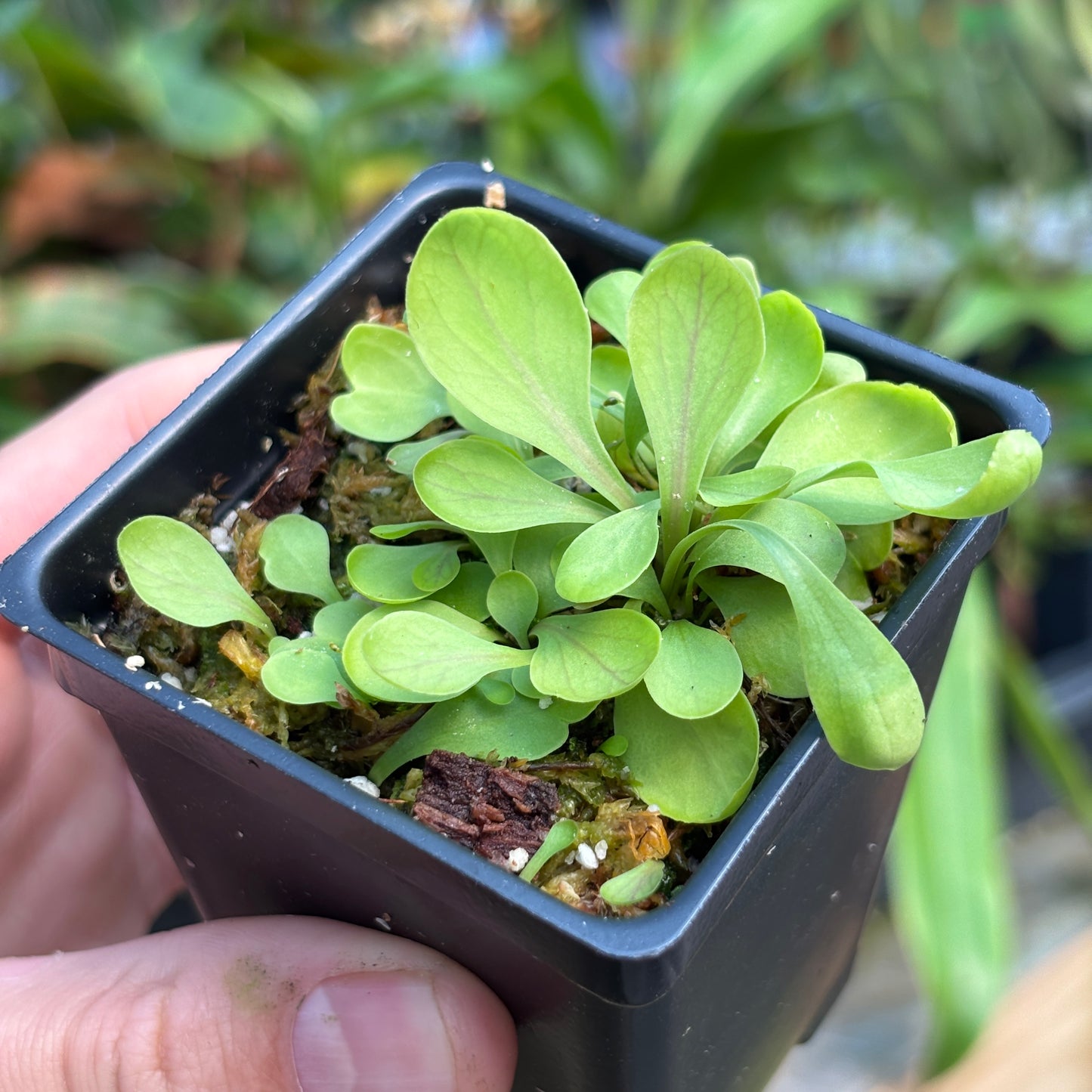 [A775] Utricularia calycifida cv. Asenath Waite