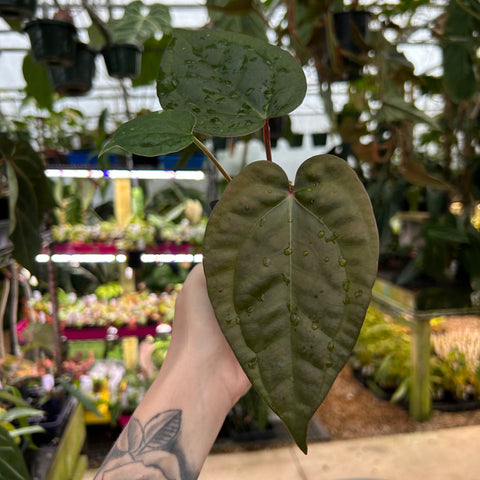 Hand holding a potted Anthurium luxurians x Red Crystallinum with a large dark green heart leaf and water drops.