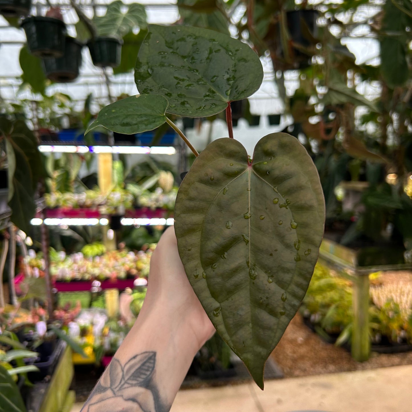 Anthurium luxurians x Red Crystallinum, CAR-0570