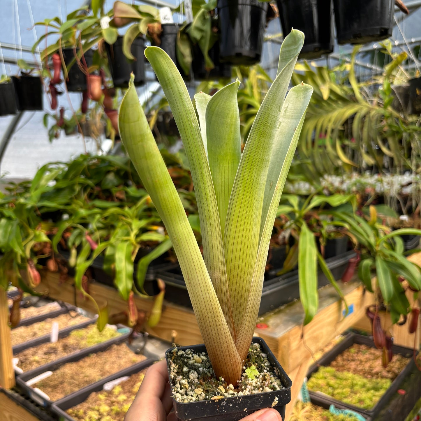[A776] Brocchinia reducta (Carnivorous Bromeliad)