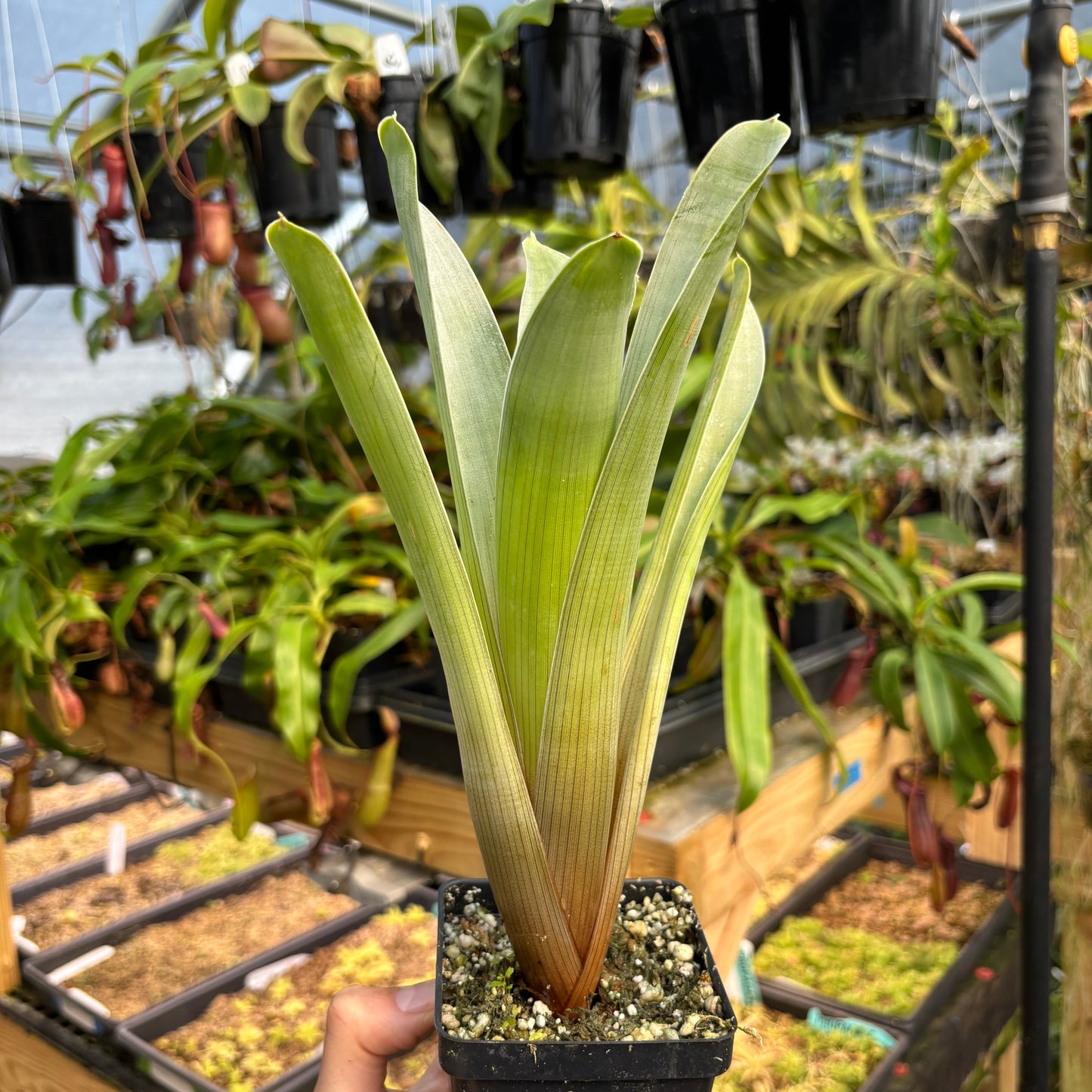 [A776] Brocchinia reducta (Carnivorous Bromeliad)