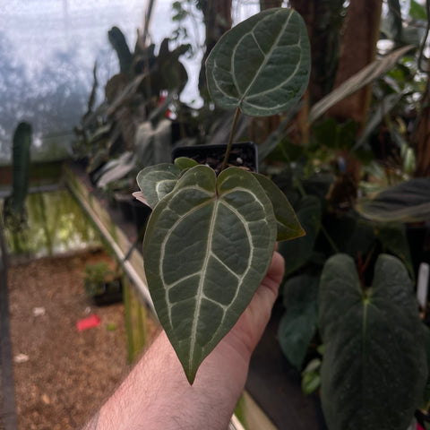 Anthurium Wonderboy x Red Crystallinum NSE plant with dark green heart-shaped leaves and pale veins.