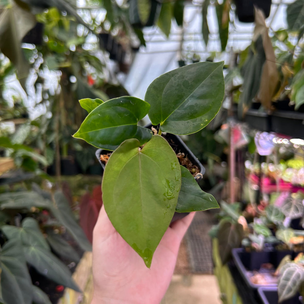 Anthurium nigrolaminum 'Gigi' x papillilaminum, CAR-0578