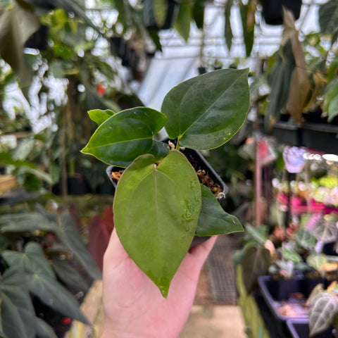 Young Anthurium nigrolaminum x papillilaminum with glossy heart shaped leaves in a small black pot held in a greenhouse