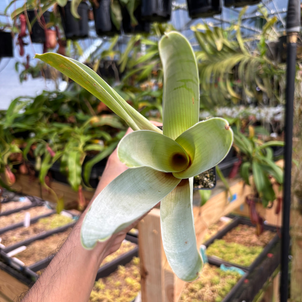
                      
                        [A776] Brocchinia reducta (Carnivorous Bromeliad)
                      
                    