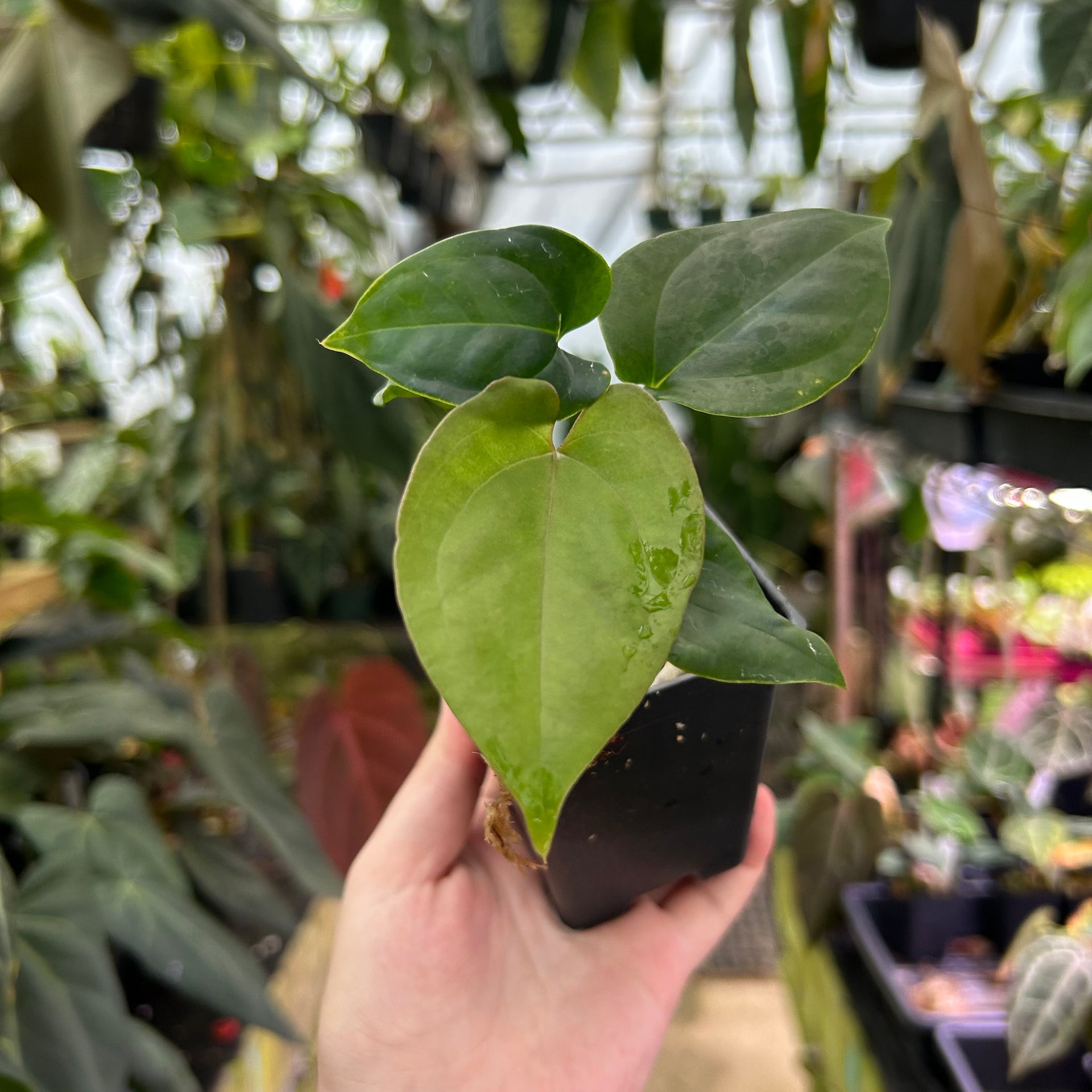 Anthurium nigrolaminum 'Gigi' x papillilaminum, CAR-0578 – Carnivero