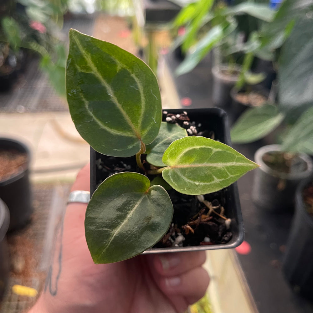 
                      
                        Anthurium Wonderboy x Red Crystallinum NSE, CAR-0461
                      
                    