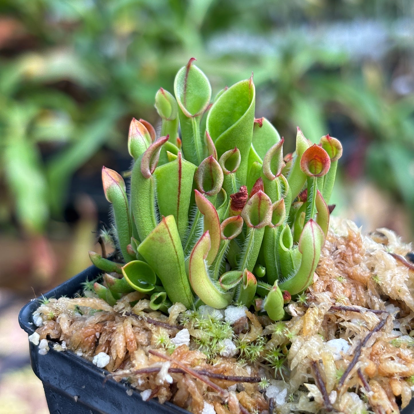 [A777] Heliamphora minor (Cerro La Luna)