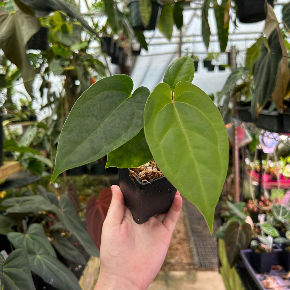 
                      
                        Anthurium nigrolaminum 'Gigi' x papillilaminum, CAR-0578
                      
                    