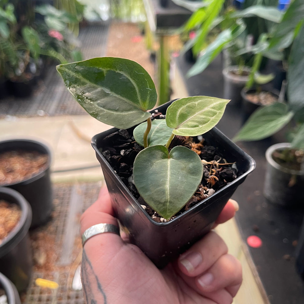 
                      
                        Anthurium Wonderboy x Red Crystallinum NSE, CAR-0461
                      
                    