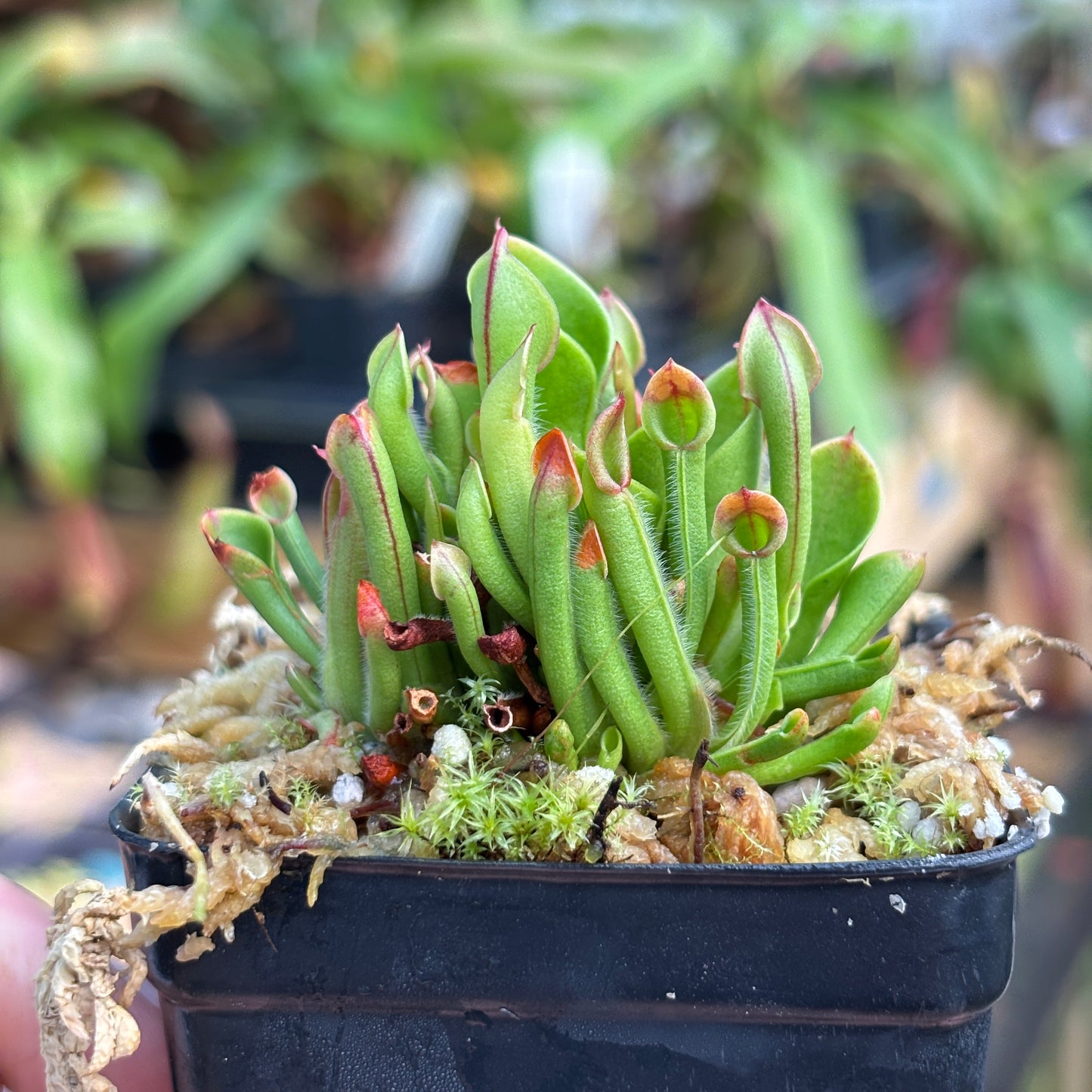 [A777] Heliamphora minor (Cerro La Luna)