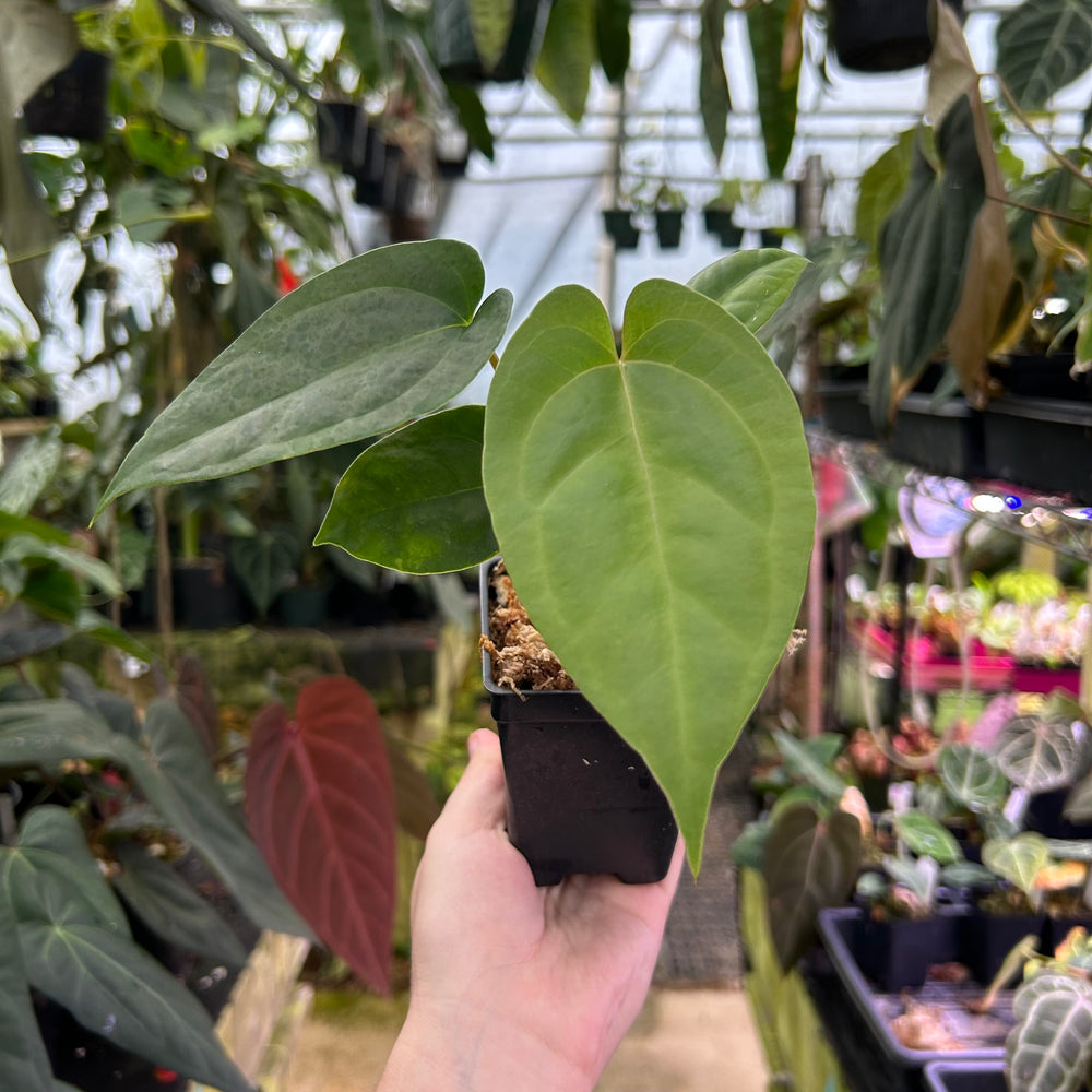
                      
                        Anthurium nigrolaminum 'Gigi' x papillilaminum, CAR-0578
                      
                    