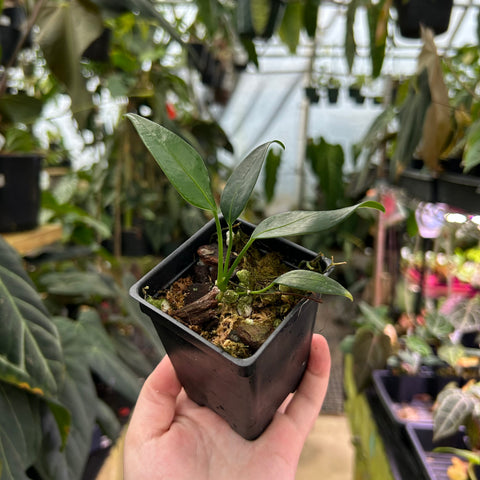 Young Anthurium rupicola with two glossy green leaves and slender stems in a small black pot held in a hand