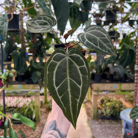 Anthurium Red crystallinum hybrid with dark green leaves and striking white venation held in a hand