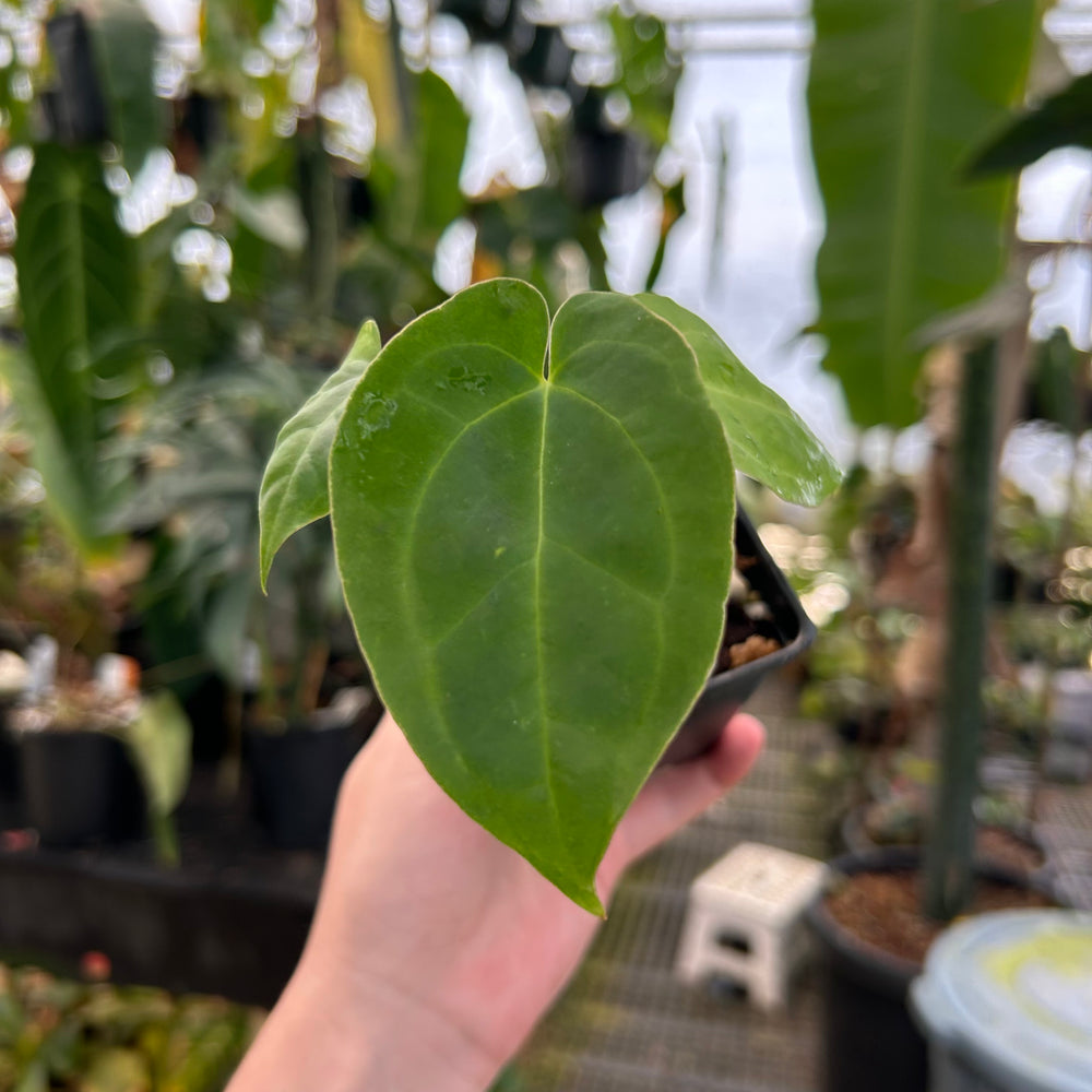 Anthurium crystallinum ex Antioquia x papillilaminum, CAR-0982
