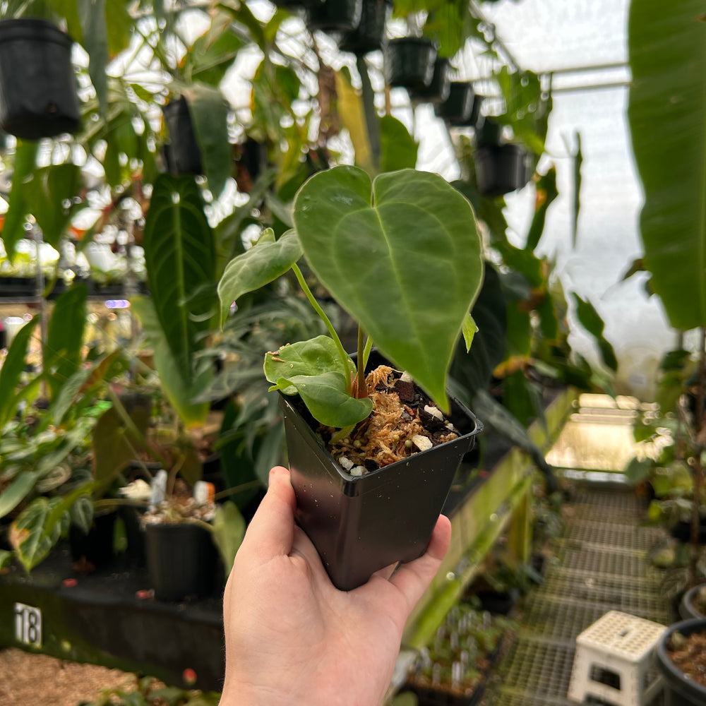 Anthurium crystallinum ex Antioquia x papillilaminum, CAR-0982