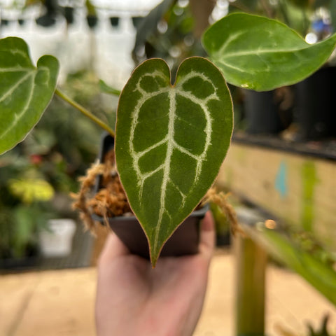 Anthurium crystallinum x magnificum x Michelle leaf with silvery venation on green heart shaped leaf held in hand