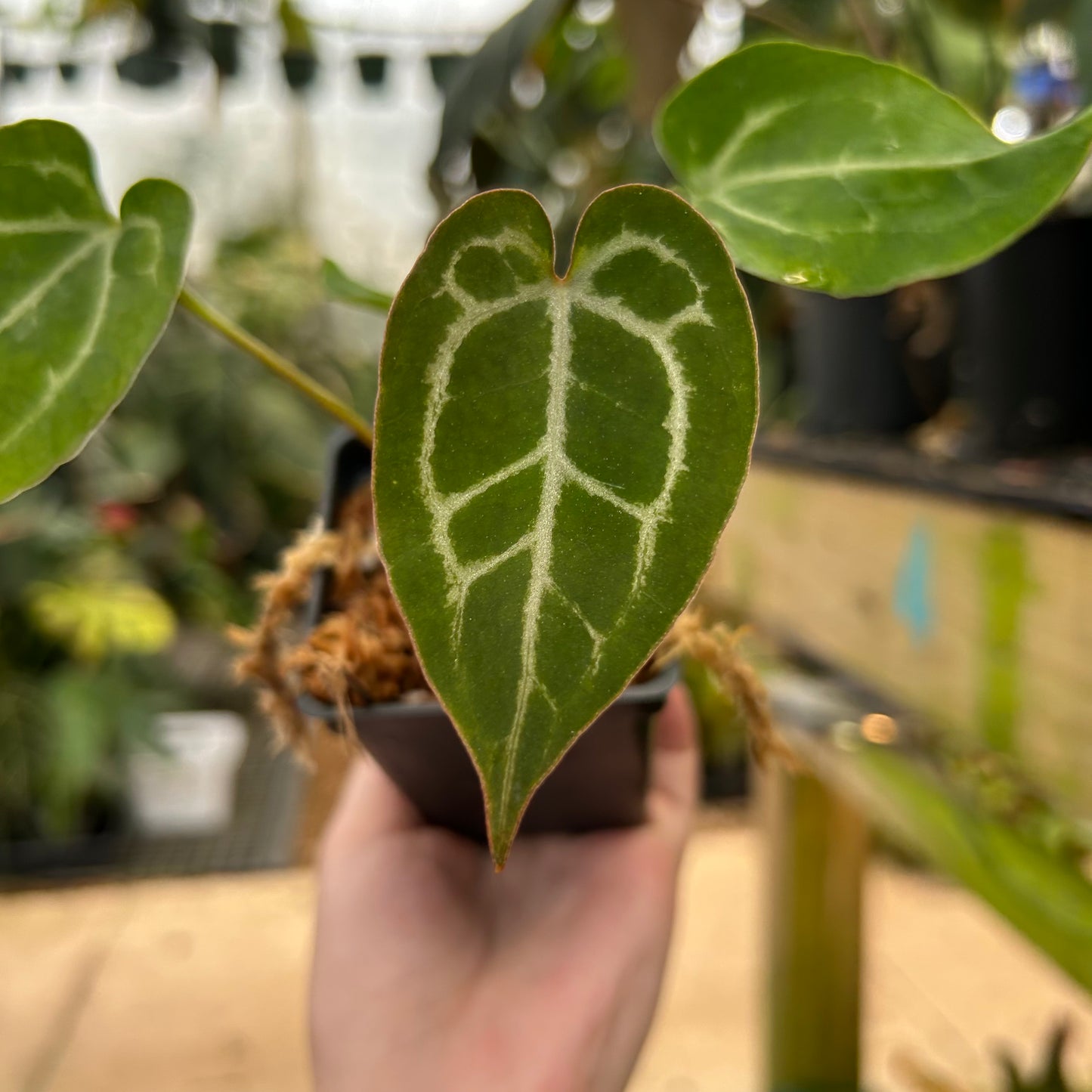 Anthurium (crystallinum x magnificum) x 'Michelle', CAR-0573