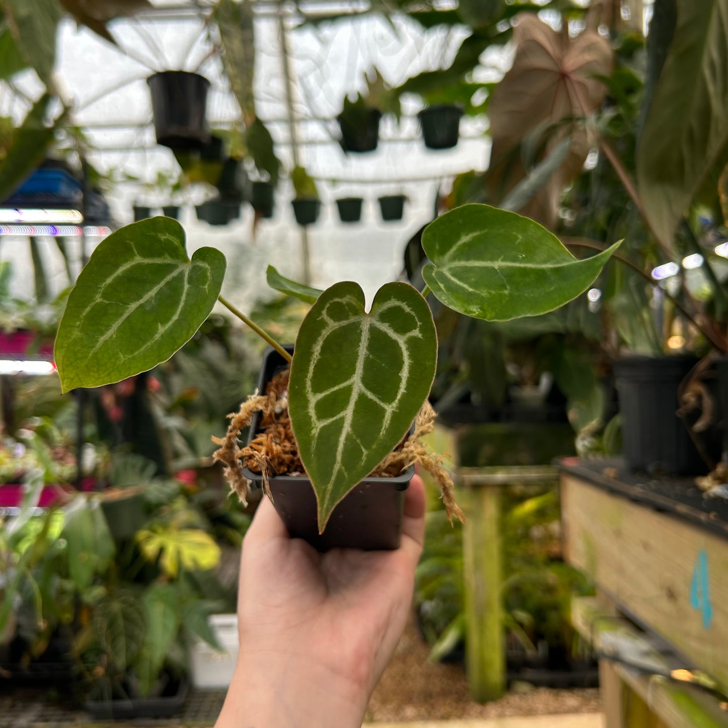 Anthurium (crystallinum x magnificum) x 'Michelle', CAR-0573
