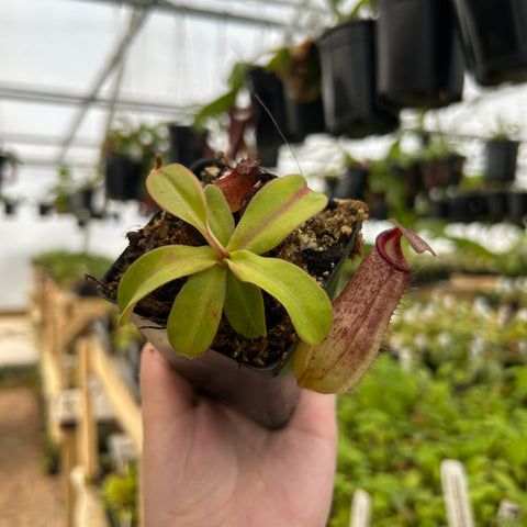 Nepenthes spathulata spectabilis cross BE Best x sibuyanensis truncata pitcher plant in a small pot