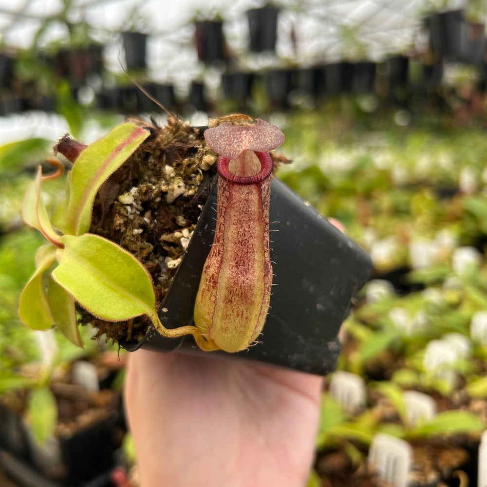 Nepenthes (spathulata x spectabilis)-BE Best x (sibuyanensis x truncata), CAR-0095