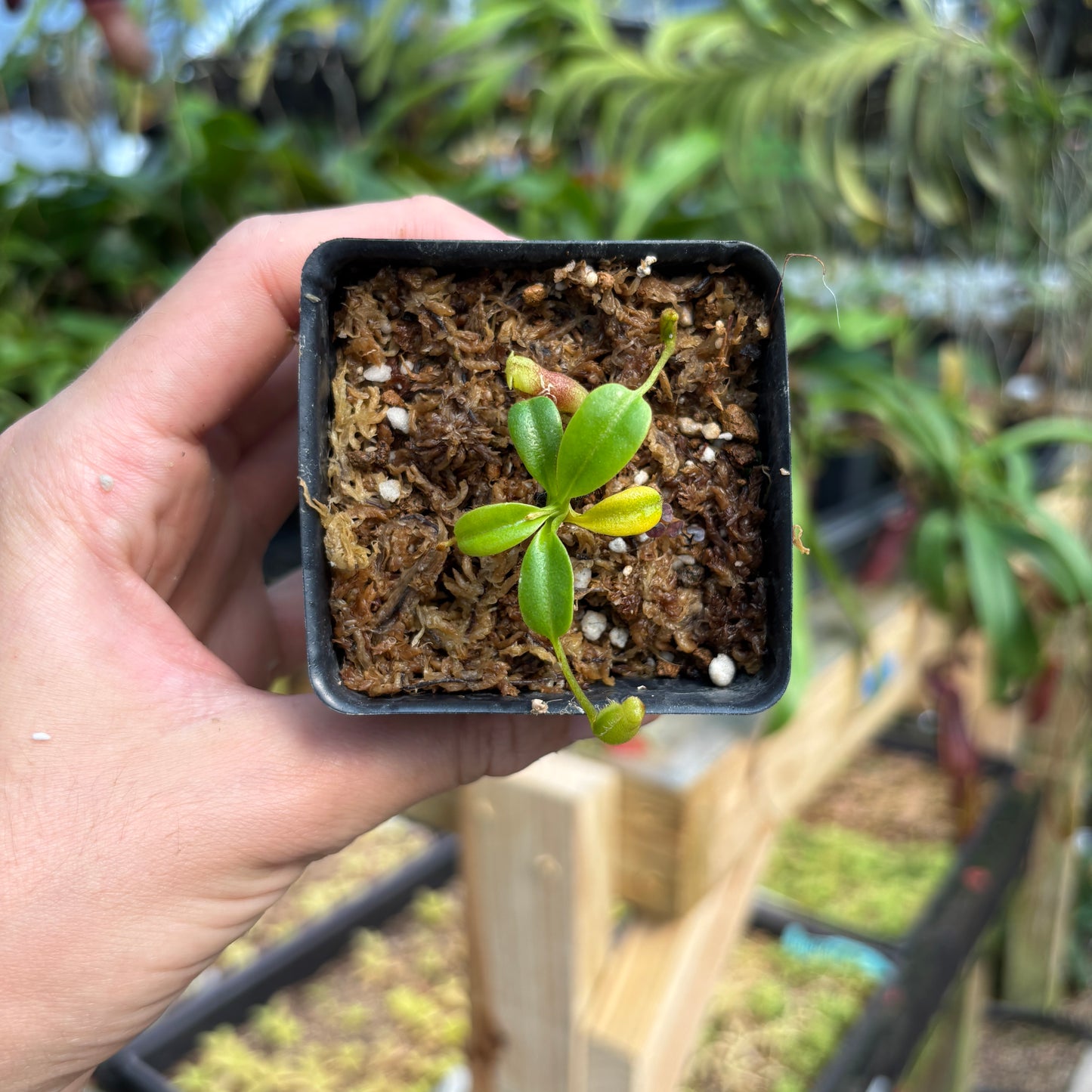 [A783] Nepenthes villosa (Mt. Kinabalu, Borneo)