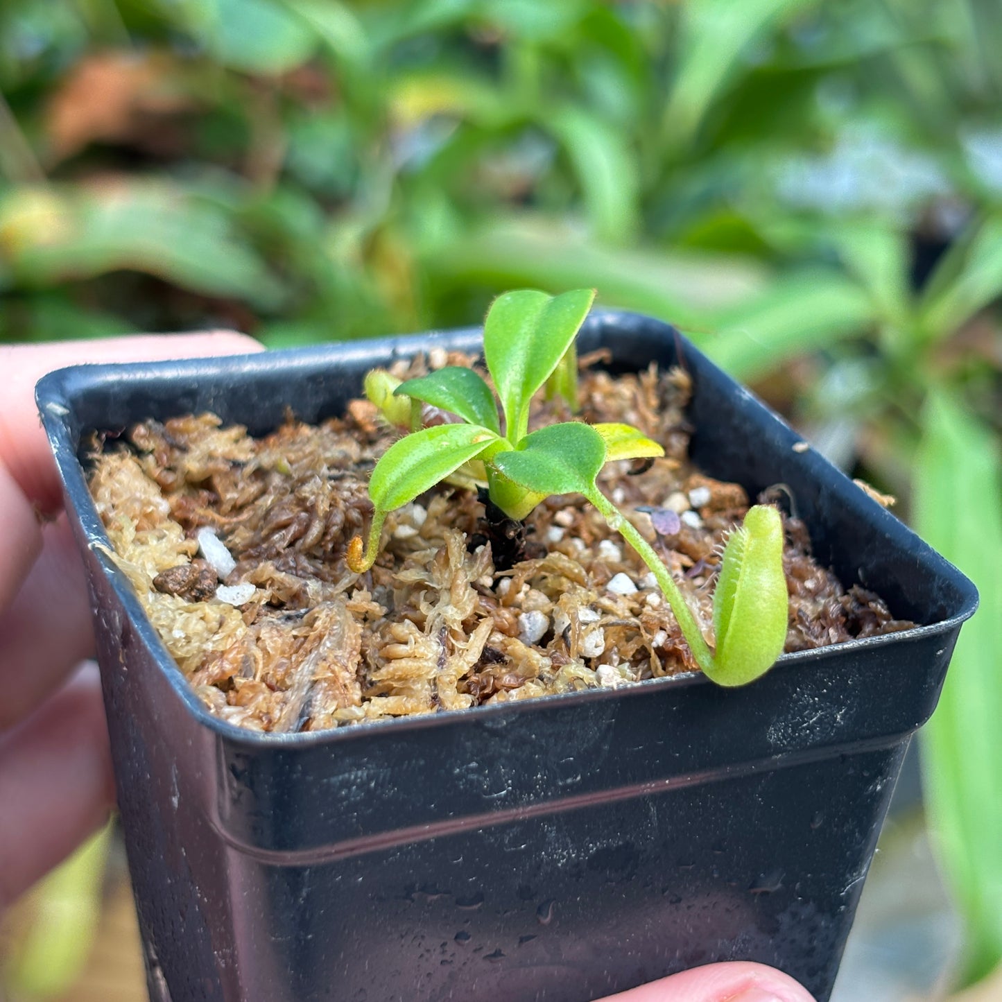 [A783] Nepenthes villosa (Mt. Kinabalu, Borneo)