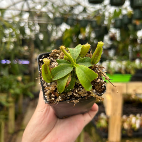 Nepenthes veitchii plant in a square pot with a rosette of green leaves and several upright yellow-green pitchers.