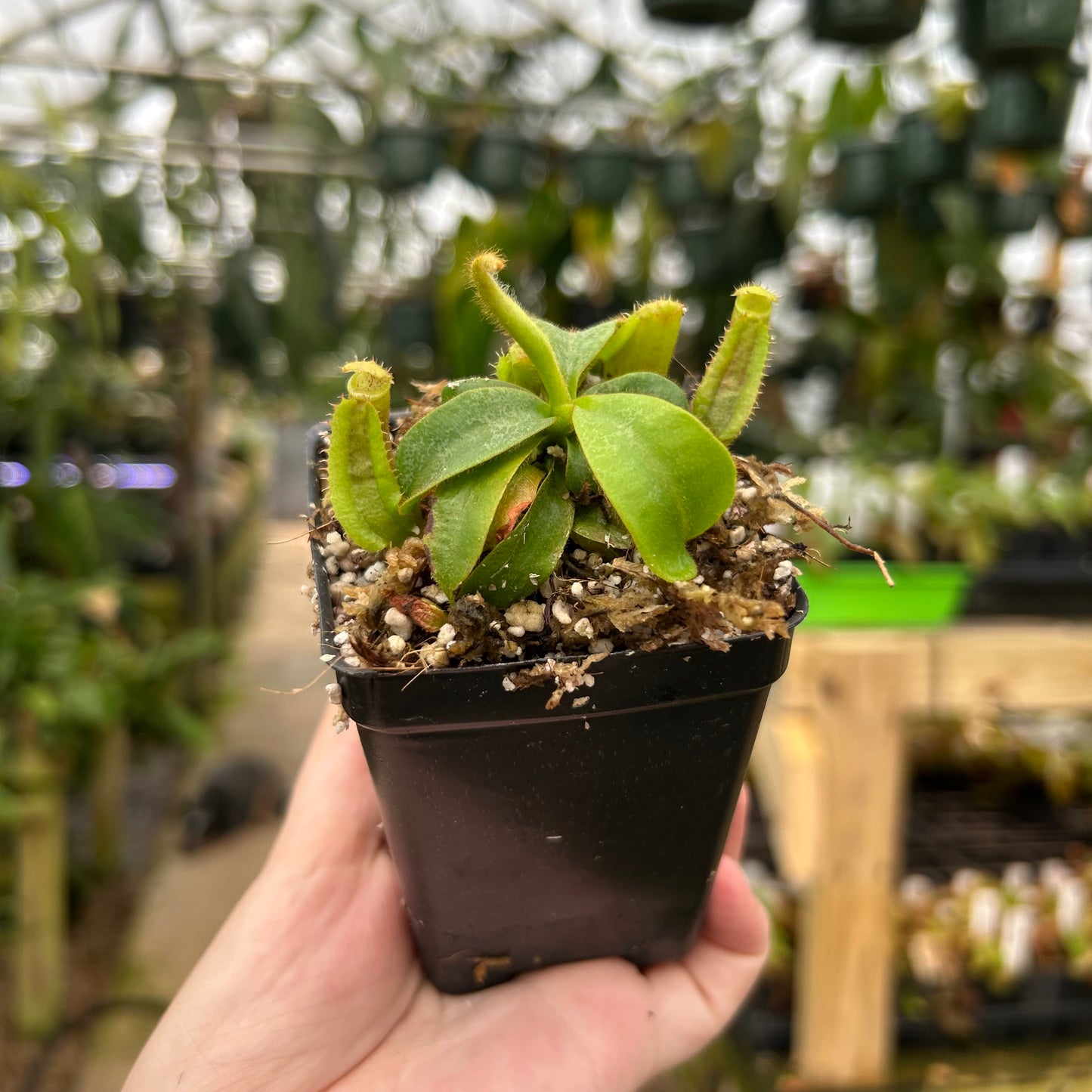 Nepenthes veitchii (Murud x Candy)-Best x robcantleyi , CAR-0731