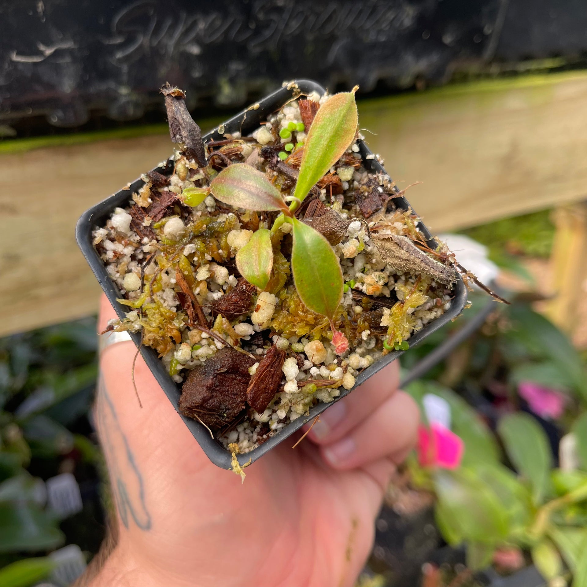 Nepenthes 'Babylon', CAR-0463 – Carnivero