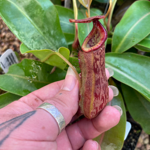 Nepenthes Babylon cultivar showing a burgundy pitcher with curved mouth among green leaves.