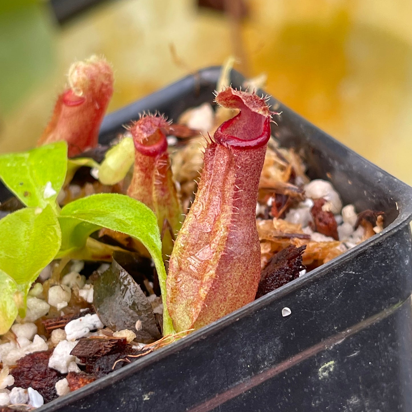 Nepenthes (truncata x campanulata) x ovata EP, CAR-0464