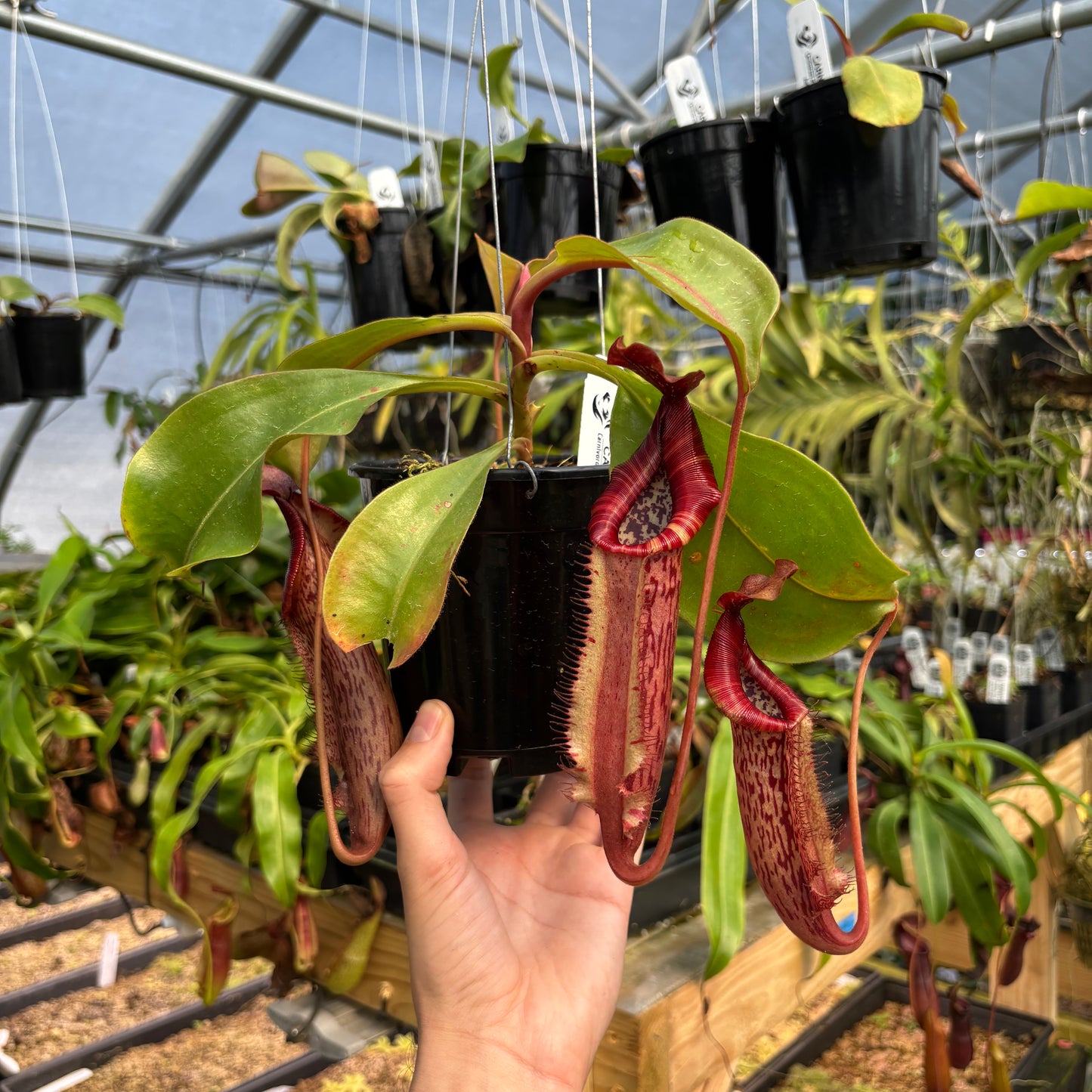 [A784] Nepenthes Song of Melancholy x Redonkulas, CAR-0257 (Hanging Basket)