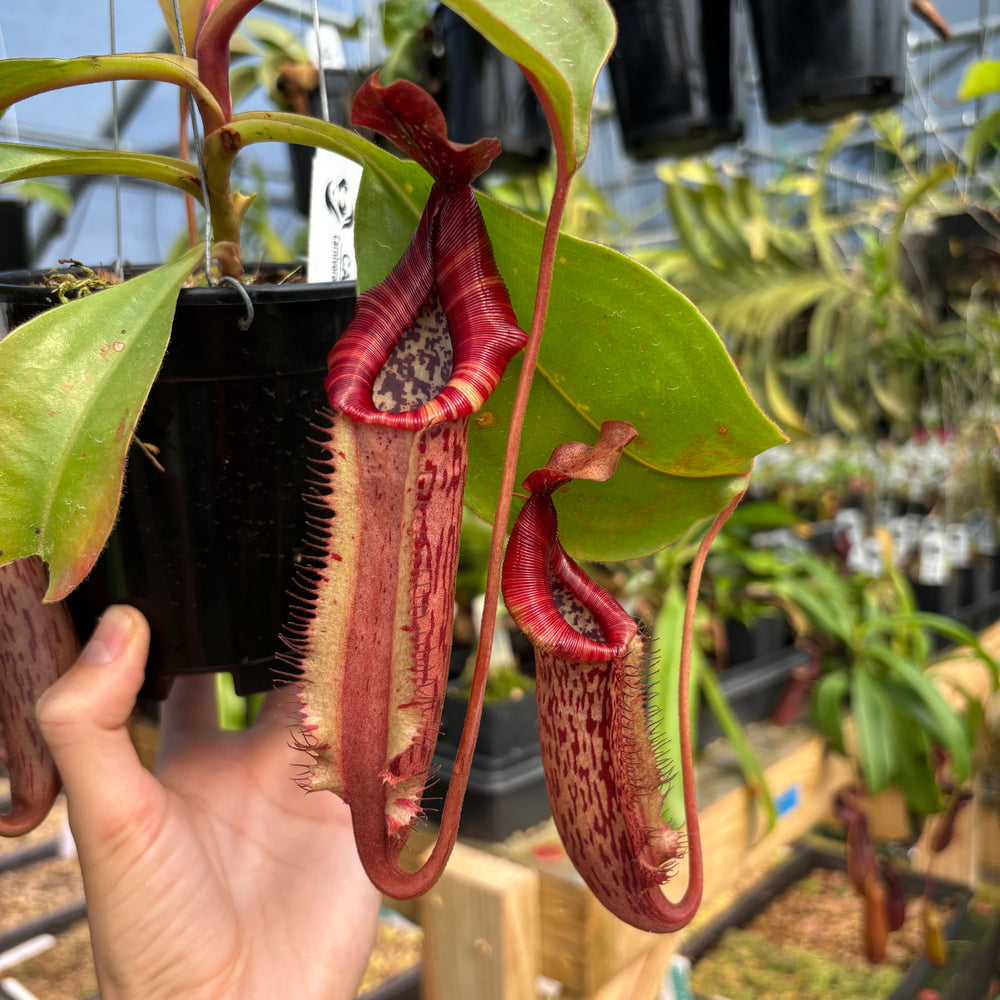 [A784] Nepenthes Song of Melancholy x Redonkulas, CAR-0257 (Hanging Basket)
