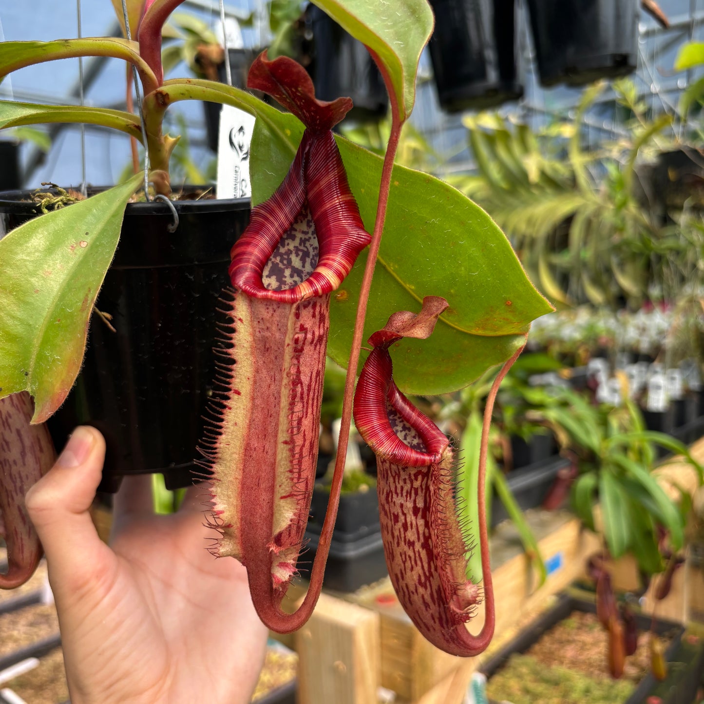 [A784] Nepenthes Song of Melancholy x Redonkulas, CAR-0257 (Hanging Basket)
