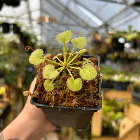Drosera prolifera sundew with round lime green leaves radiating from a central crown in a small pot