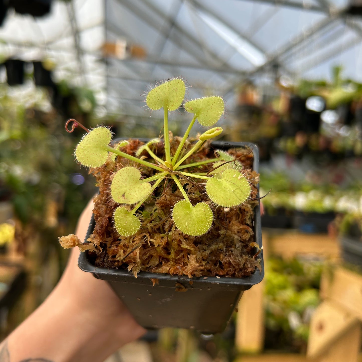 Drosera prolifera
