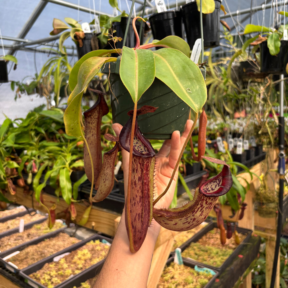 
                      
                        [A785] Nepenthes boschiana x (lowii x veitchii), CAR-0587 (Hanging Basket)
                      
                    