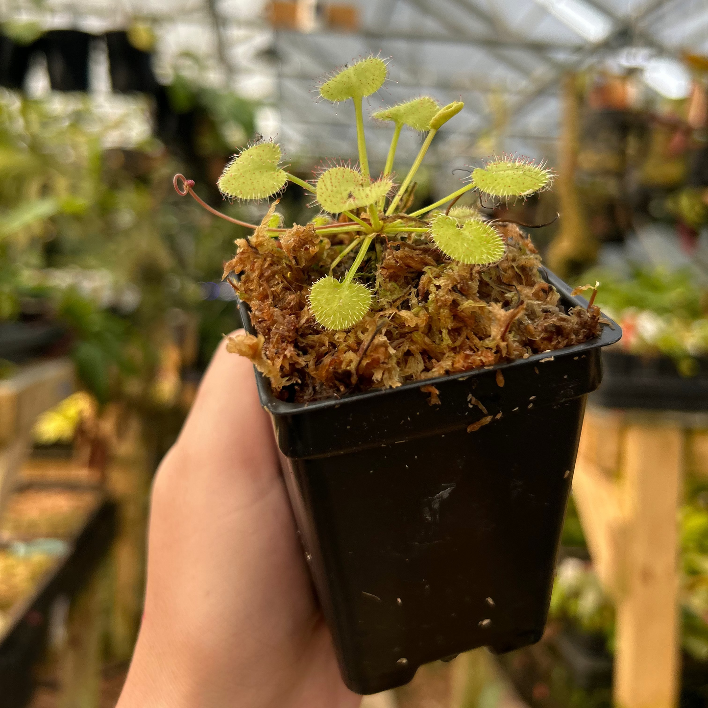 Drosera prolifera