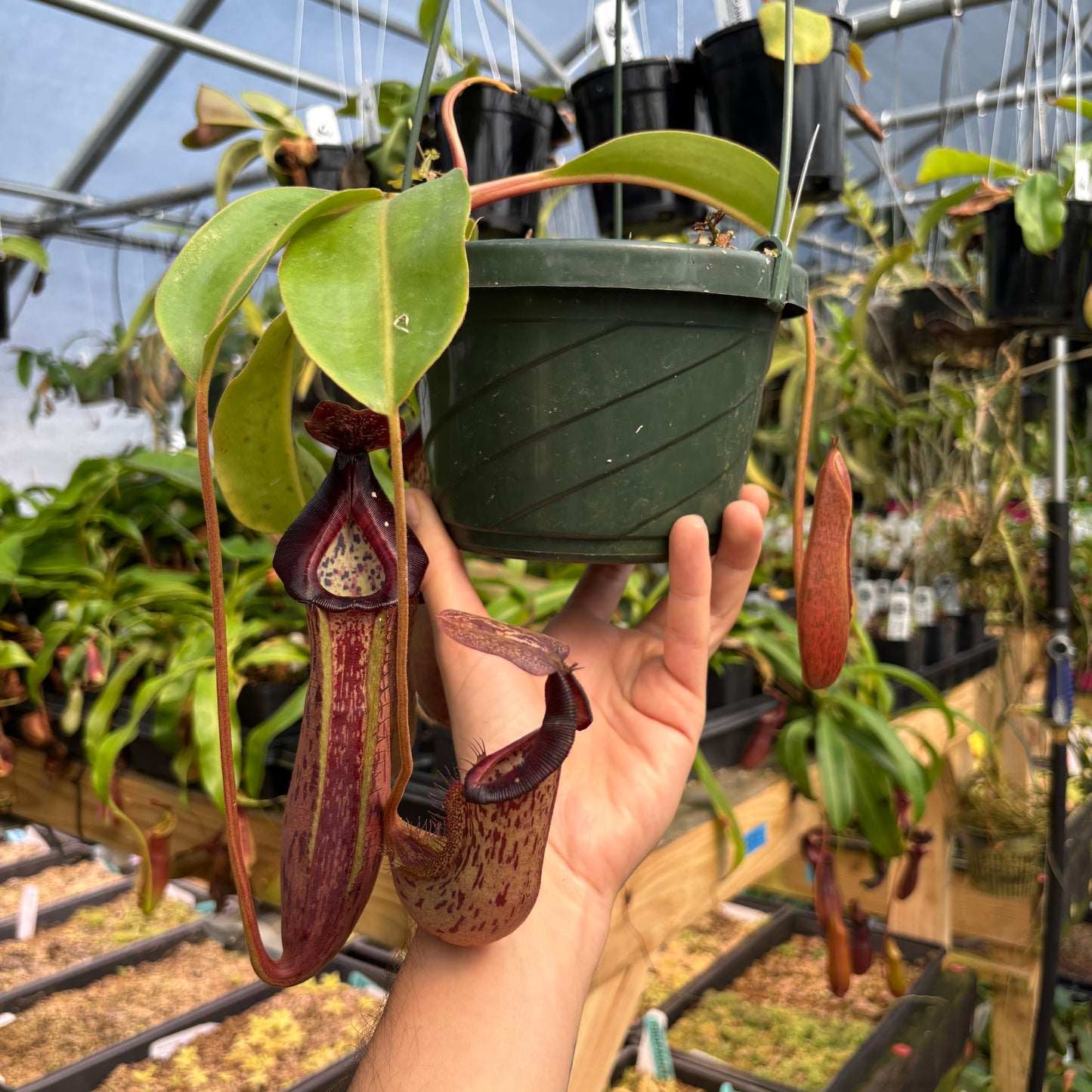 [A785] Nepenthes boschiana x (lowii x veitchii), CAR-0587 (Hanging Basket)
