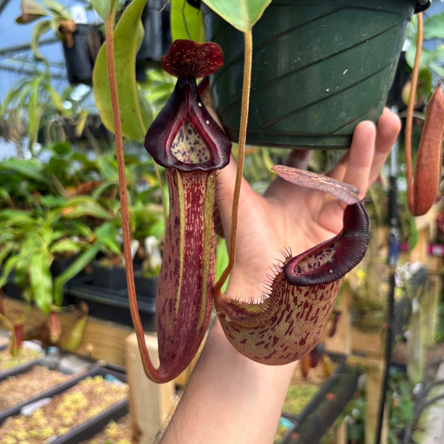 [A785] Nepenthes boschiana x (lowii x veitchii), CAR-0587 (Hanging Basket)