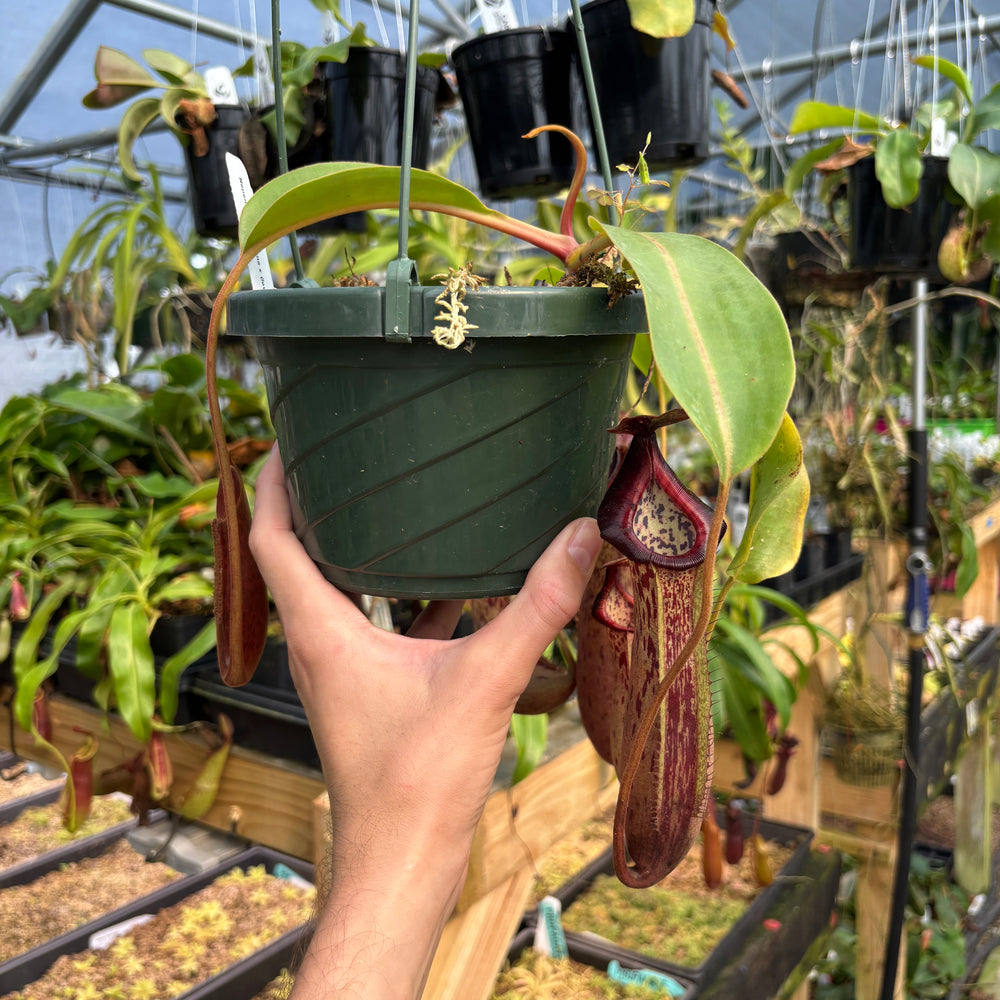 
                      
                        [A785] Nepenthes boschiana x (lowii x veitchii), CAR-0587 (Hanging Basket)
                      
                    