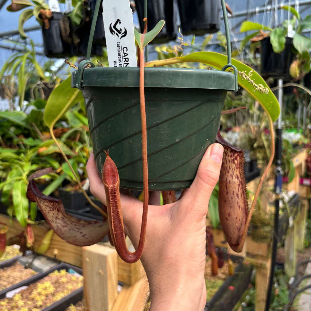 
                      
                        [A785] Nepenthes boschiana x (lowii x veitchii), CAR-0587 (Hanging Basket)
                      
                    