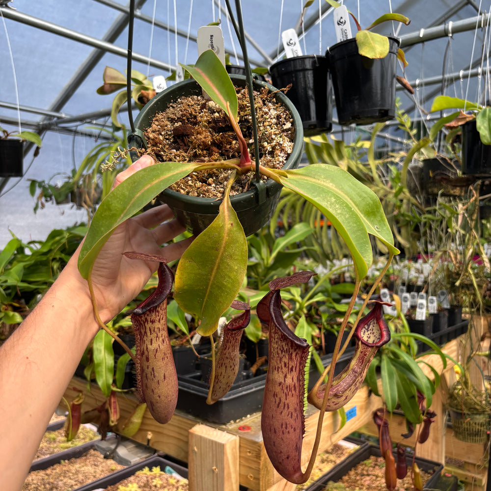 
                      
                        [A785] Nepenthes boschiana x (lowii x veitchii), CAR-0587 (Hanging Basket)
                      
                    