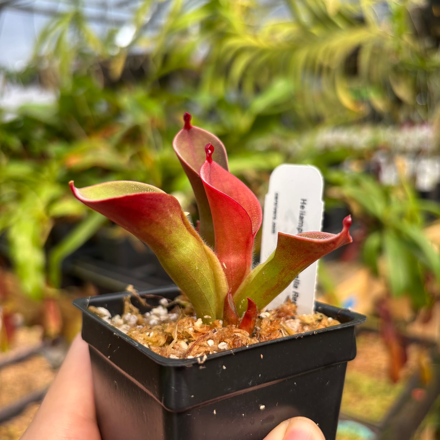 [A786]  Heliamphora pulchella "Red Hairy" (Churi Tepui, Venezuela)