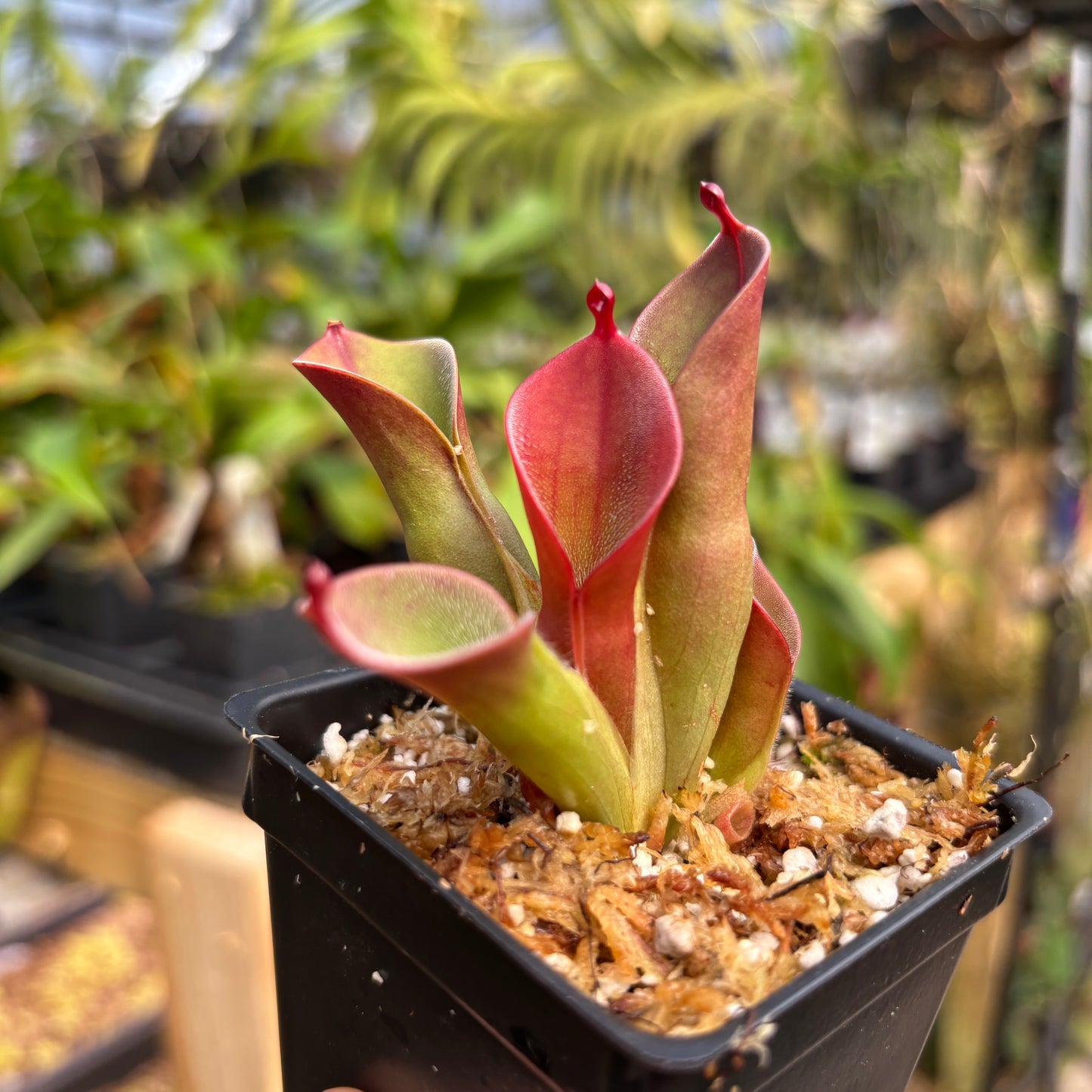 [A786]  Heliamphora pulchella "Red Hairy" (Churi Tepui, Venezuela)