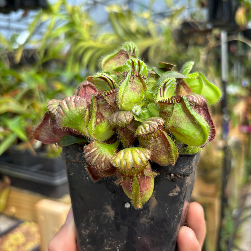 [A787] Cephalotus follicularis