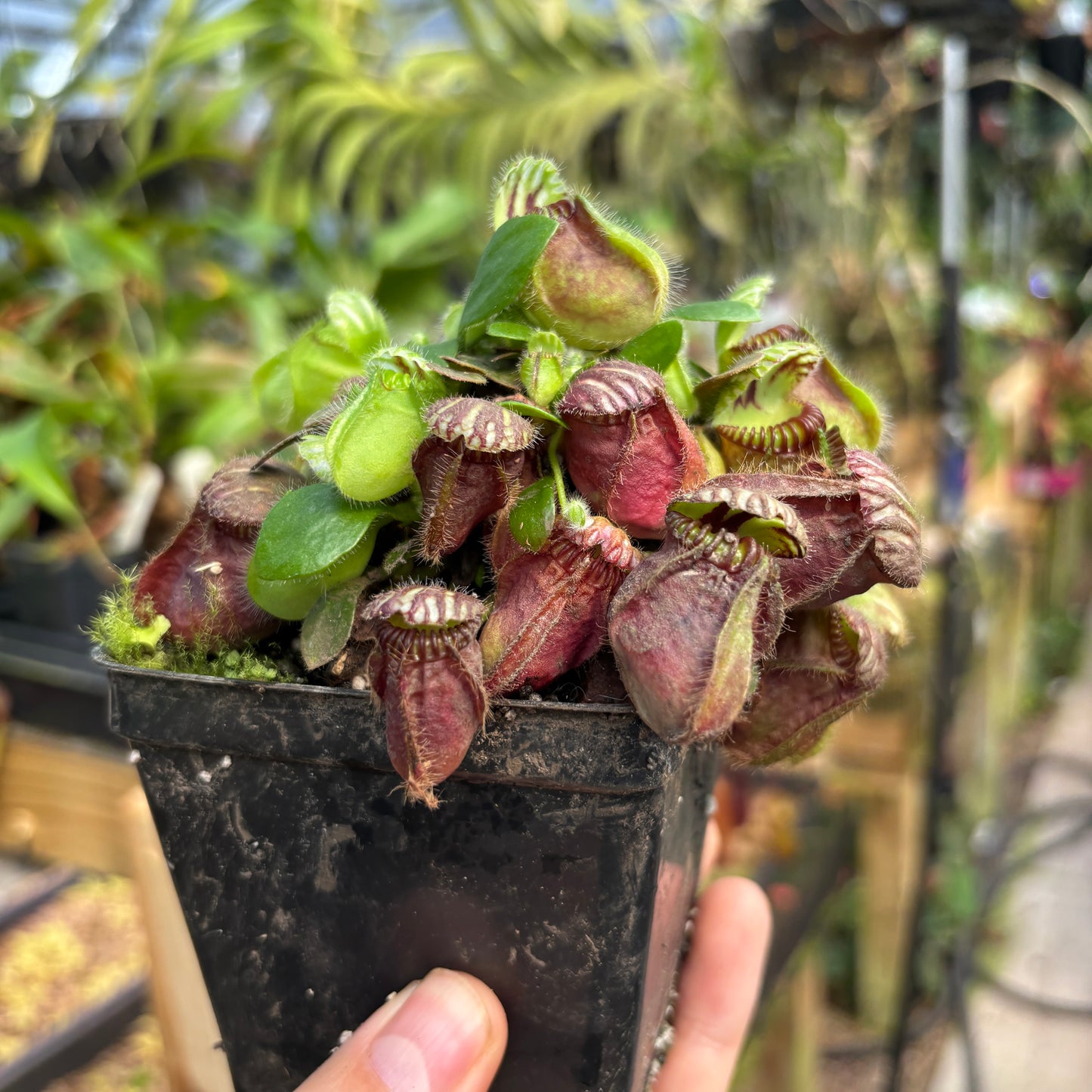 [A787] Cephalotus follicularis